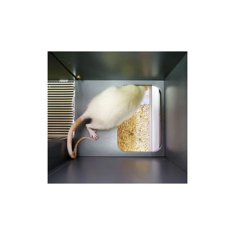 Bioseb's Kinetic Weight Bearing: Rat exiting the corridor