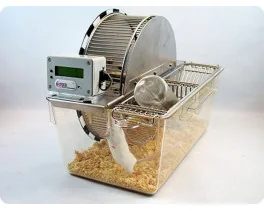 Basic spontaneous activity wheels